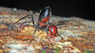 Esta nueva especie de hormiga explota para liberar un líquido tóxico y corrosivo sobre sus atacantes